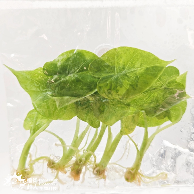 PlantHero