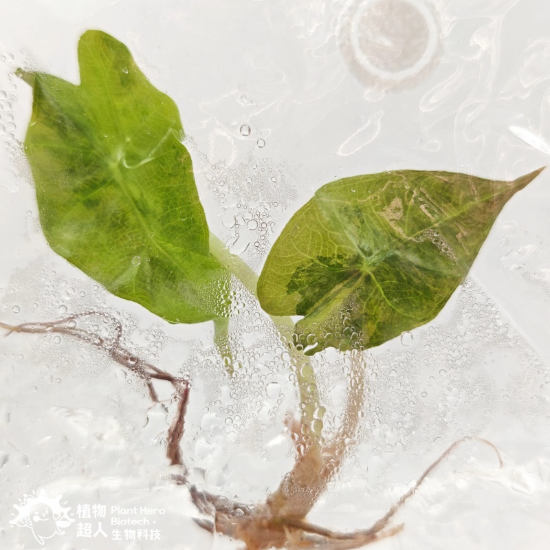 PlantHero