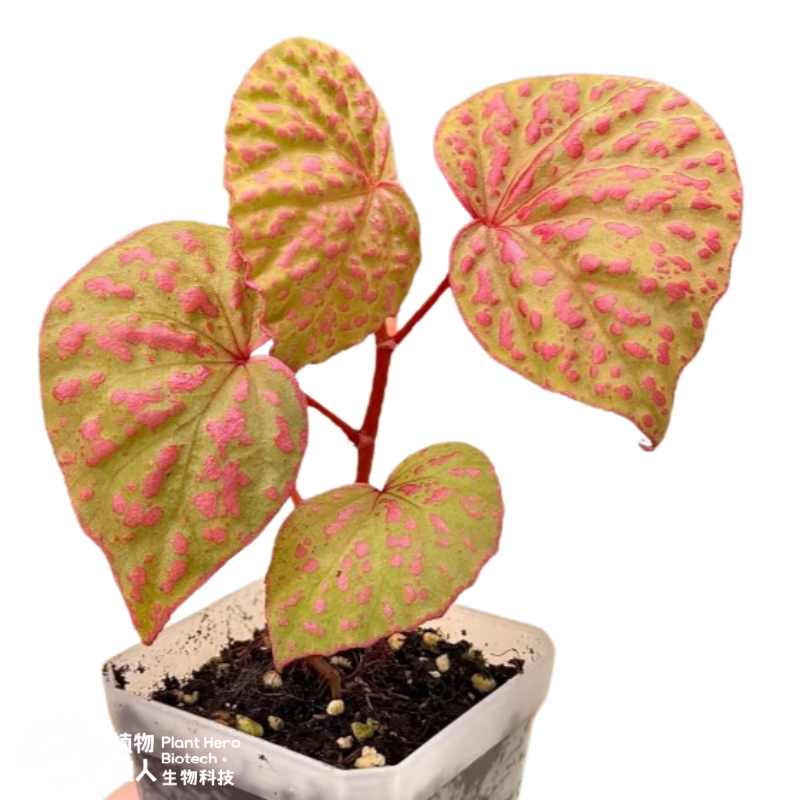 PlantHero