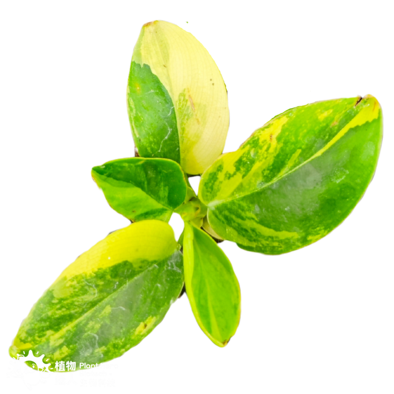 PlantHero