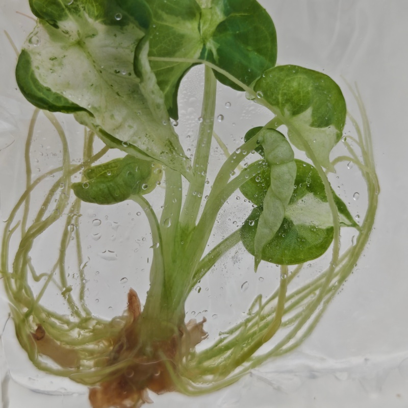 PlantHero