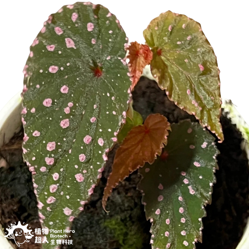 PlantHero