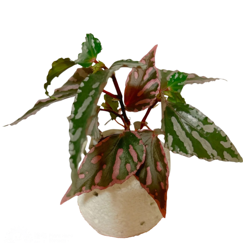 PlantHero