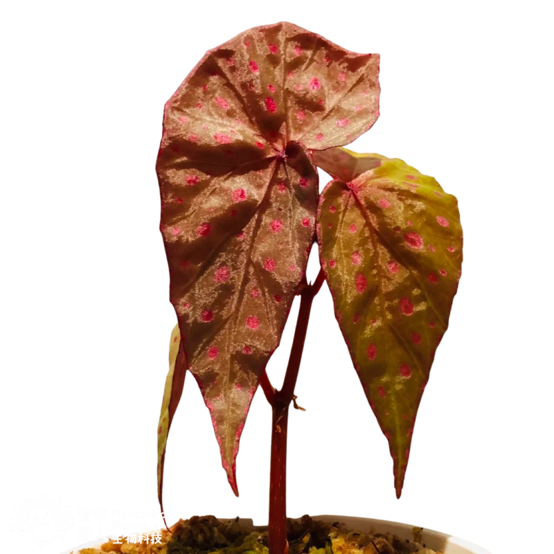 PlantHero