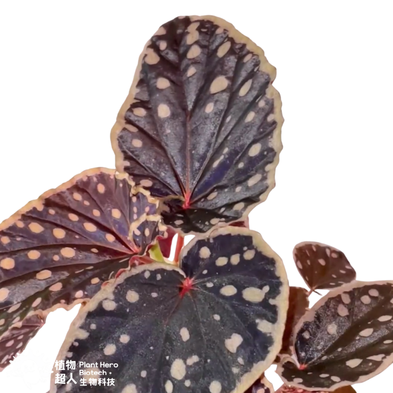 PlantHero
