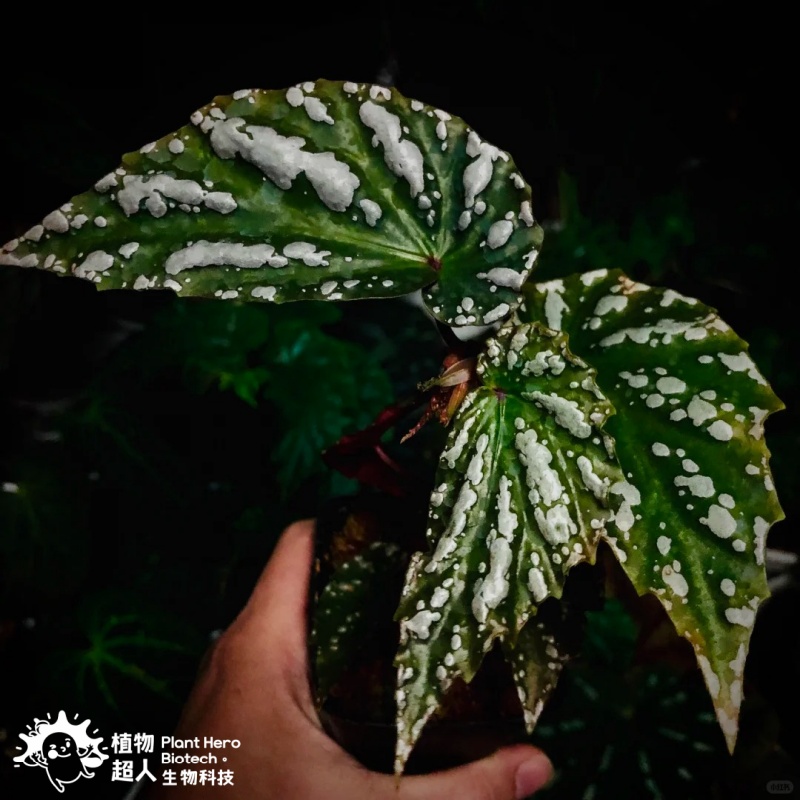 PlantHero