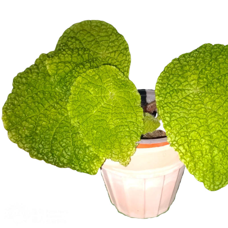 PlantHero
