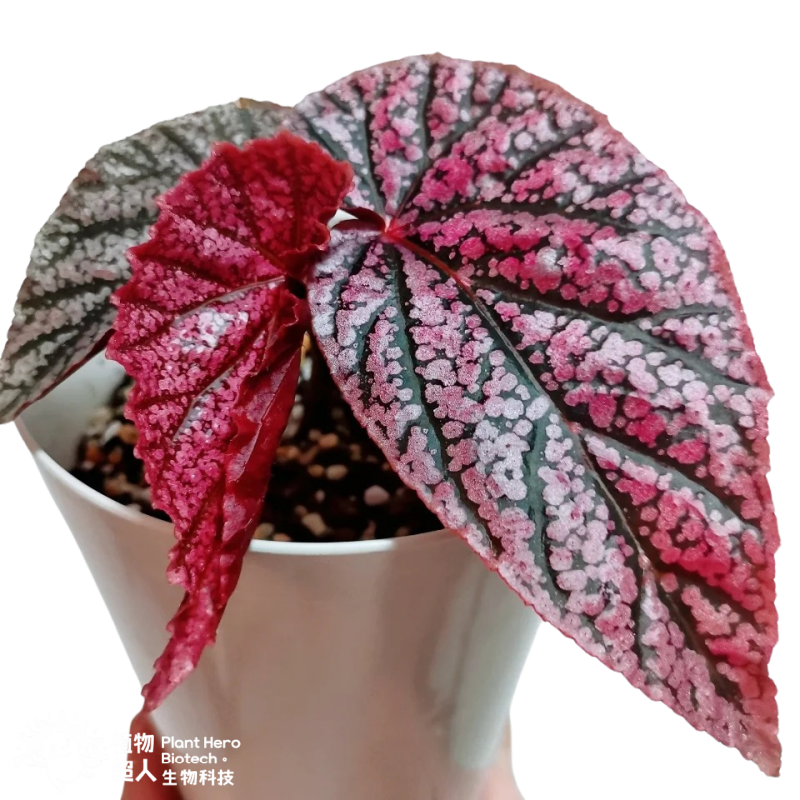 PlantHero