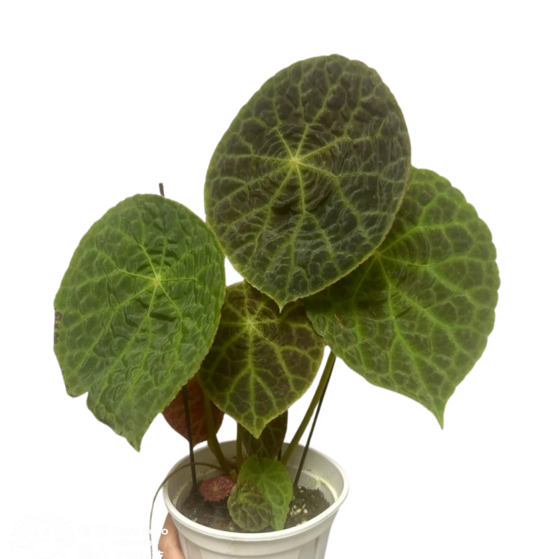 PlantHero