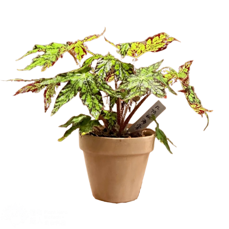 PlantHero