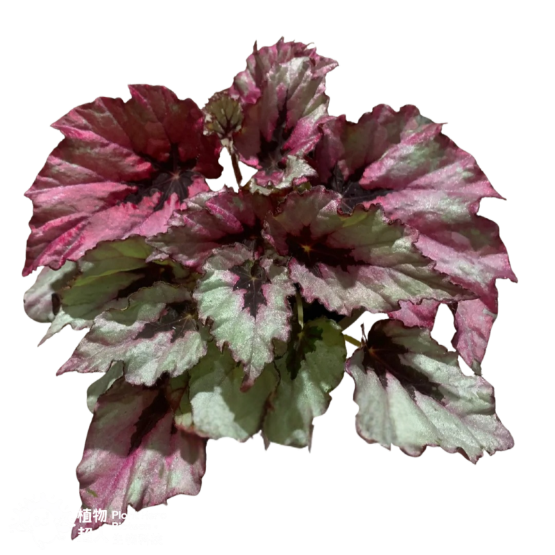 PlantHero