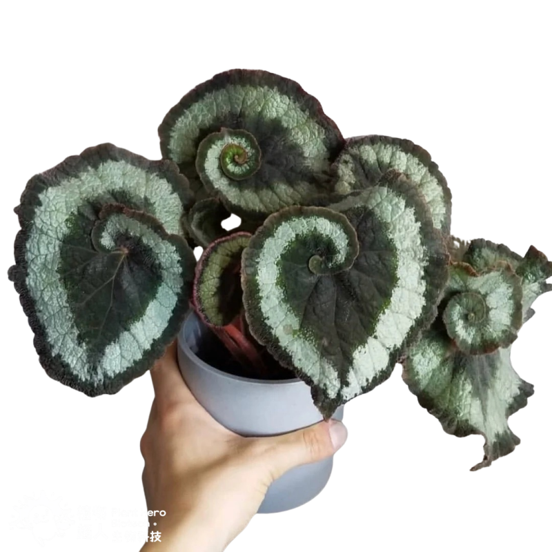 PlantHero