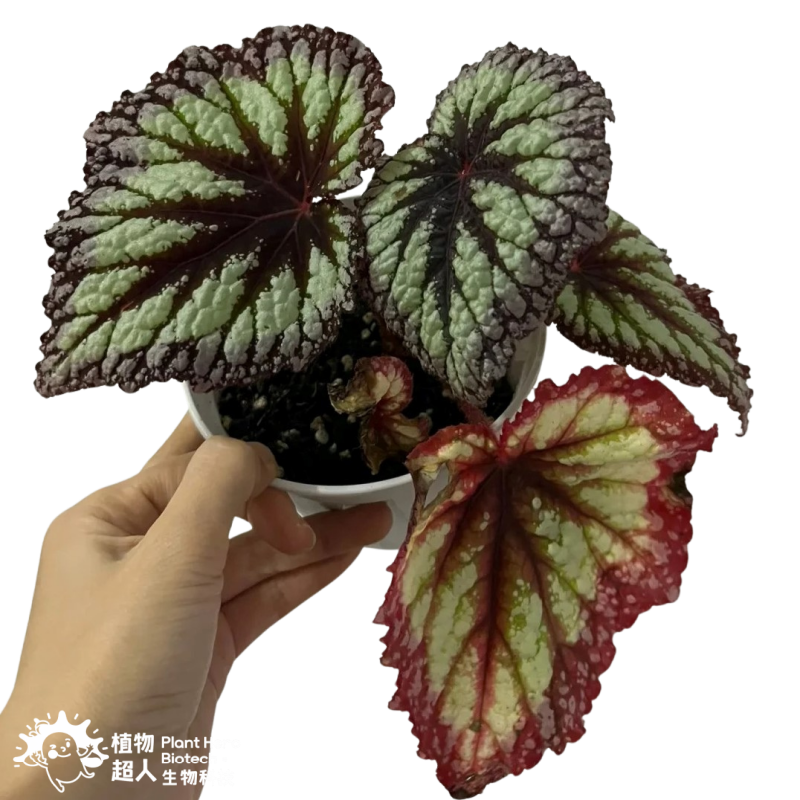 PlantHero