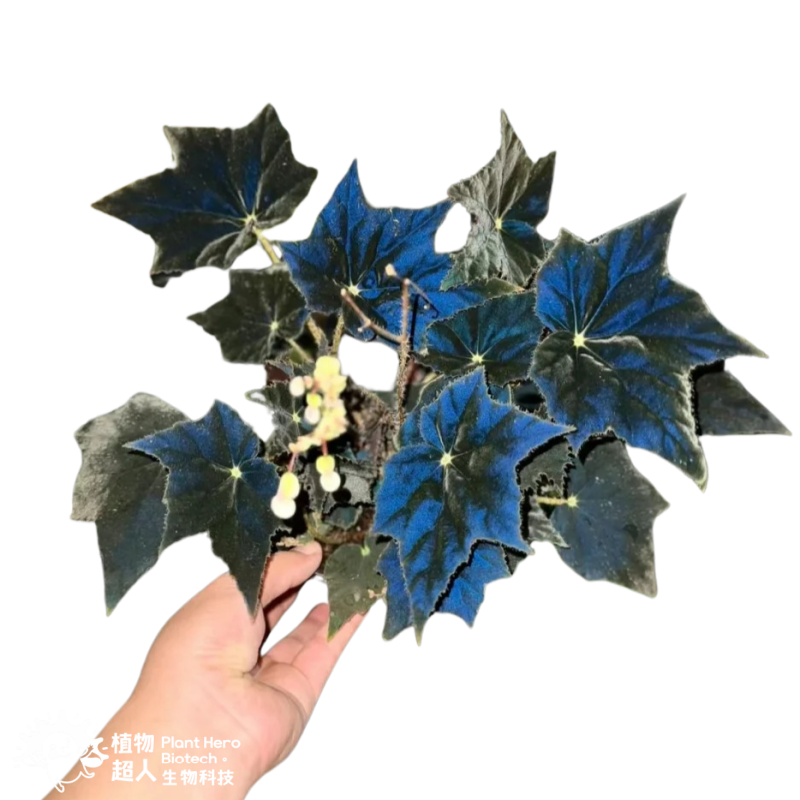 PlantHero
