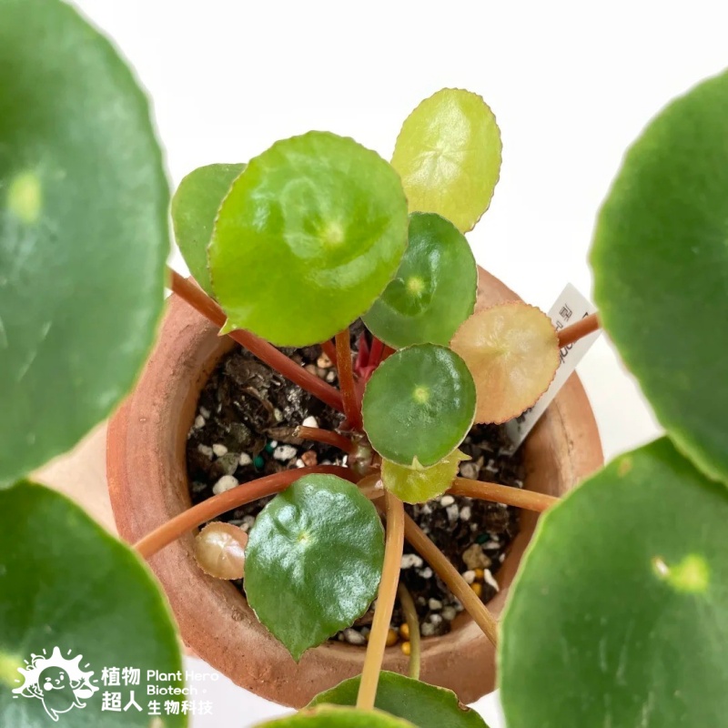 PlantHero