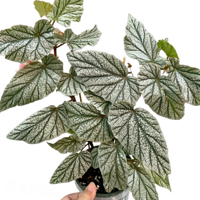 PlantHero