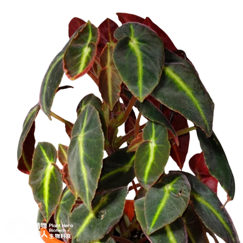 PlantHero