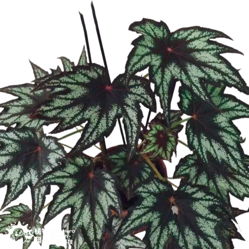 PlantHero