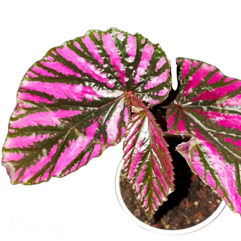 PlantHero