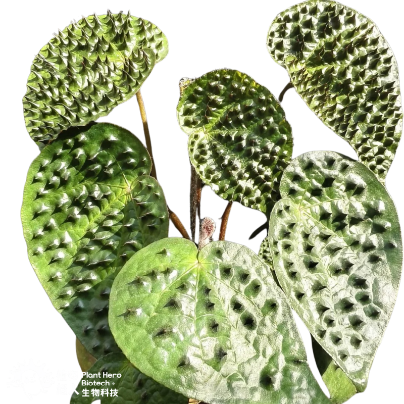 PlantHero