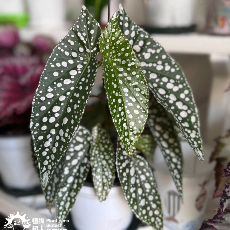 PlantHero