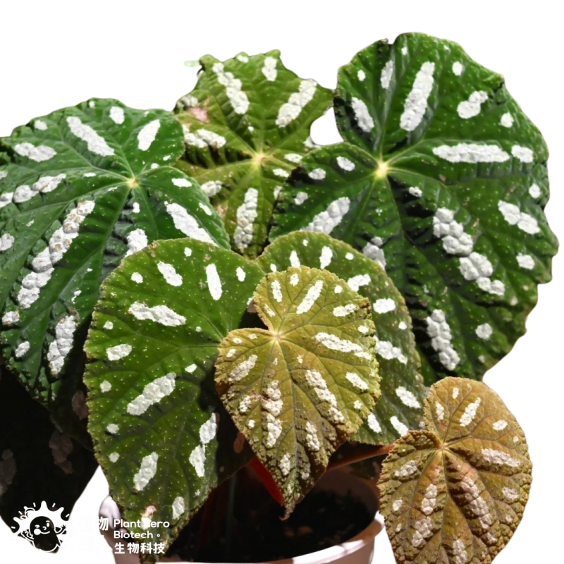 PlantHero