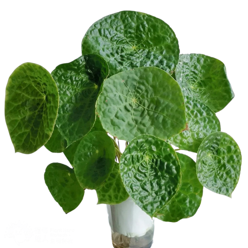 PlantHero