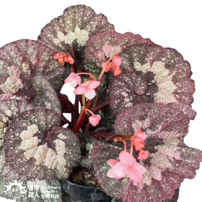 PlantHero