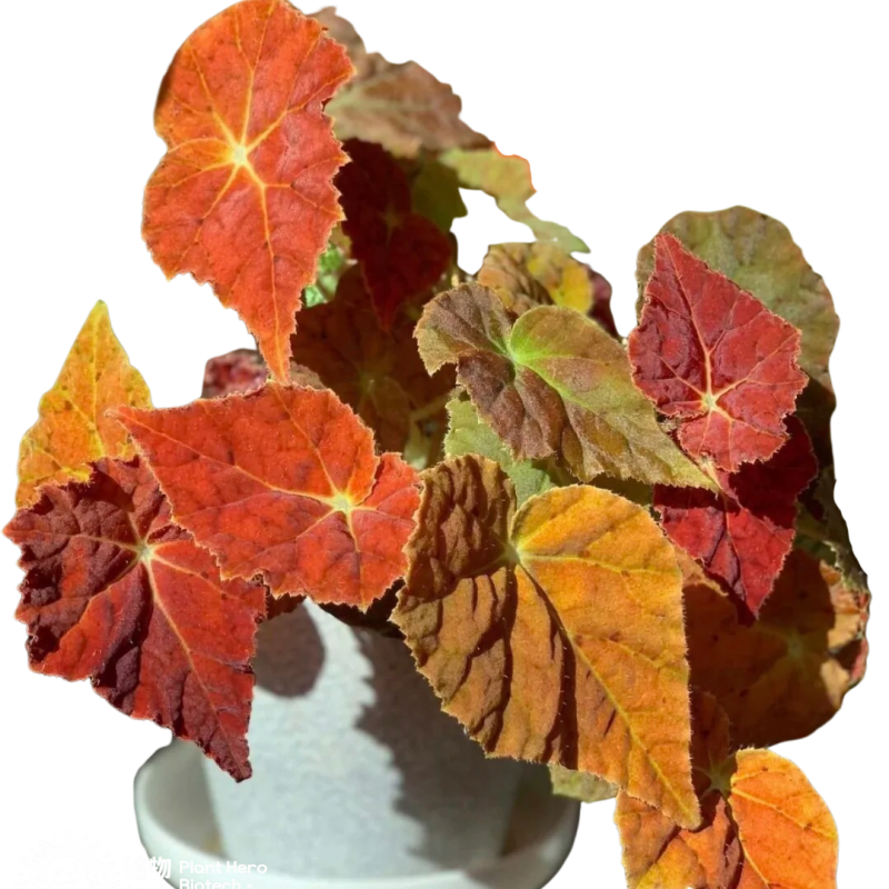 PlantHero