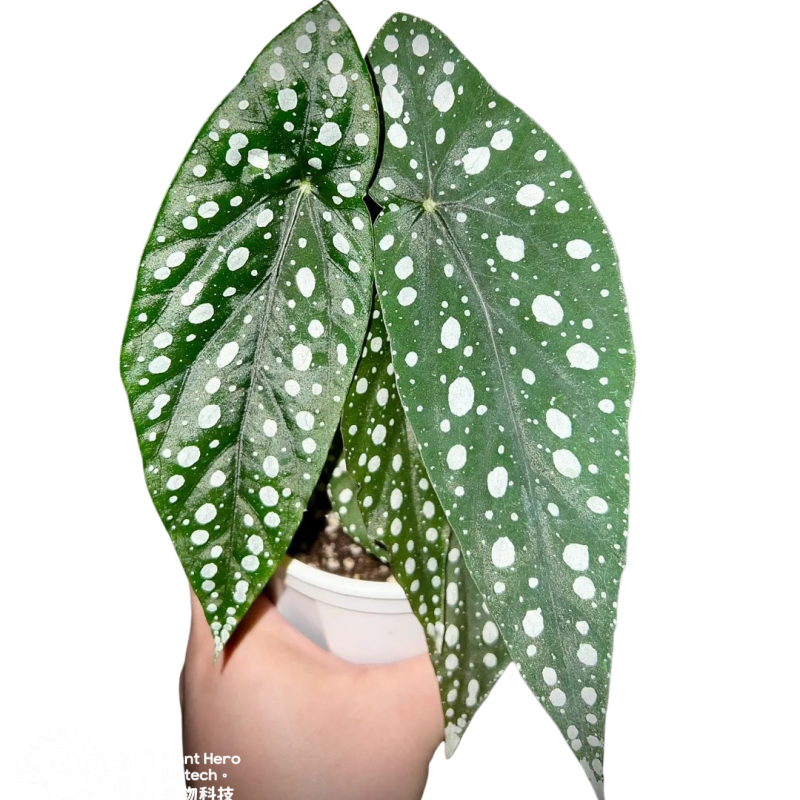 PlantHero