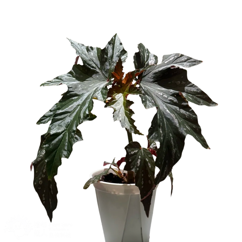 PlantHero