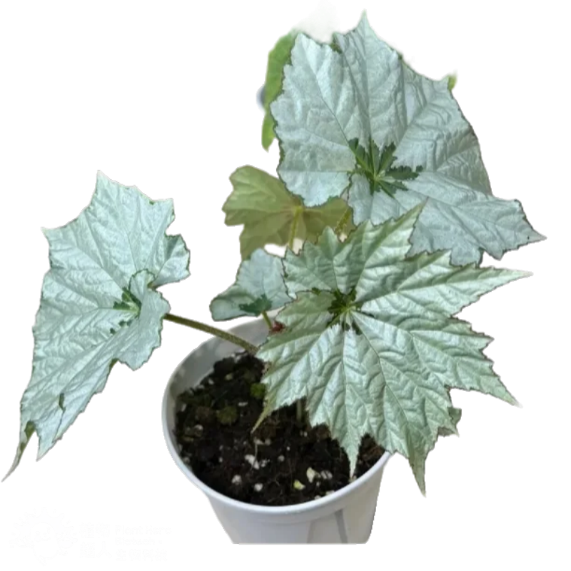 PlantHero