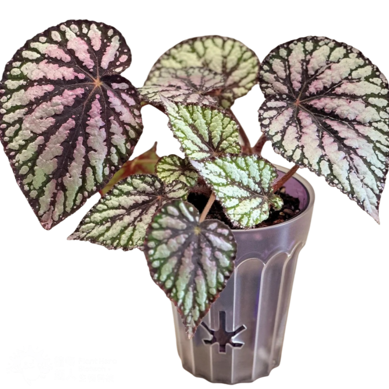 PlantHero
