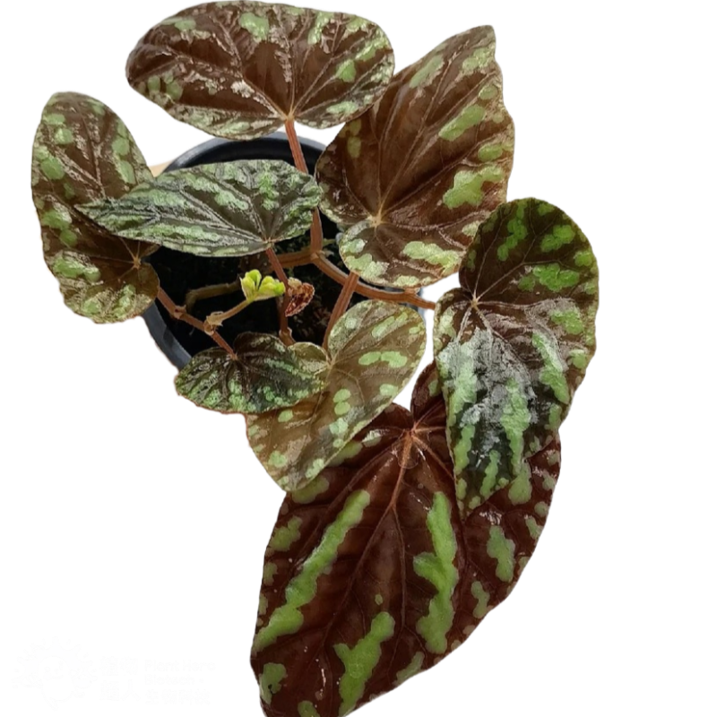 PlantHero