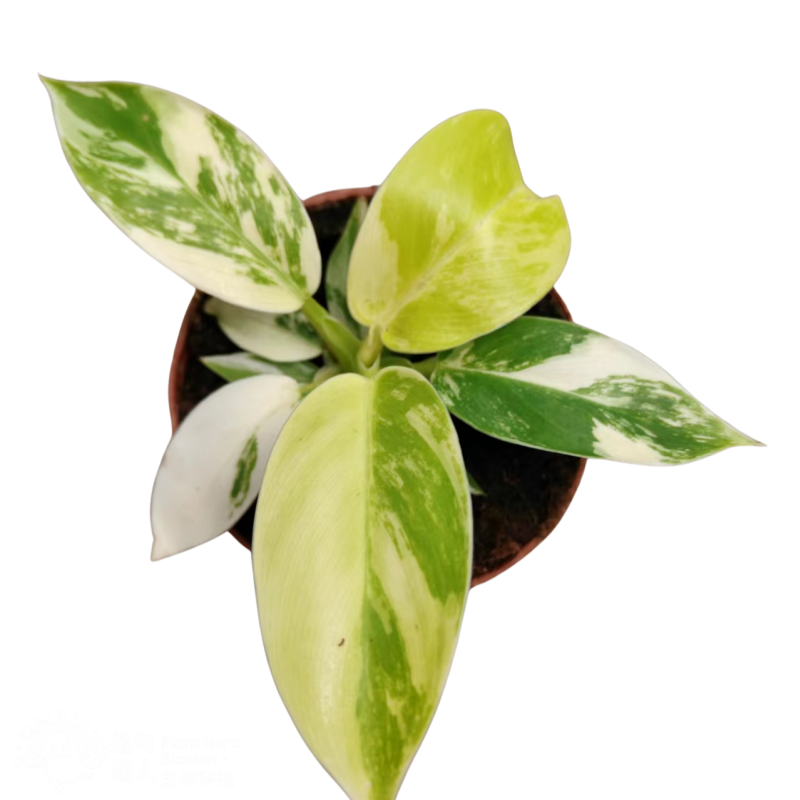 PlantHero