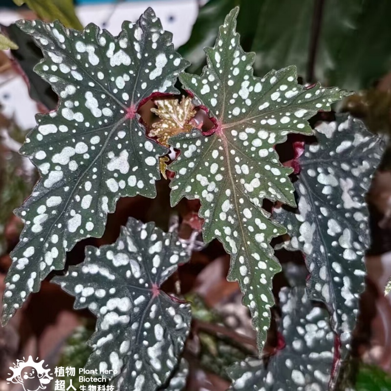 PlantHero