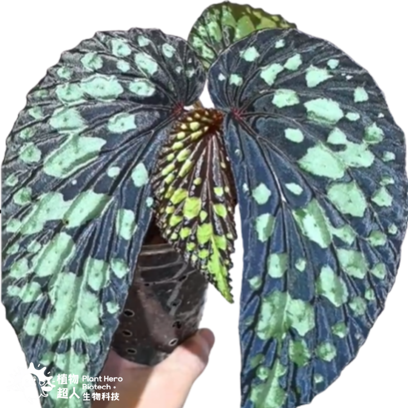 PlantHero