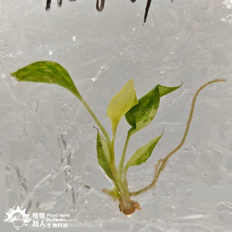 PlantHero