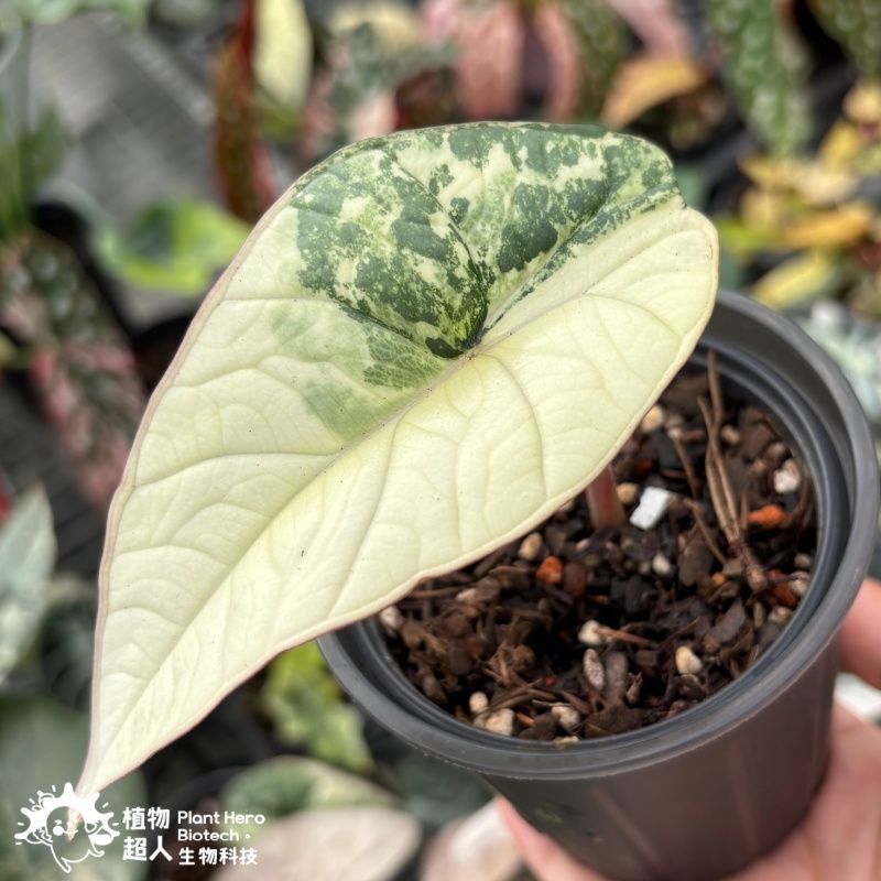 PlantHero