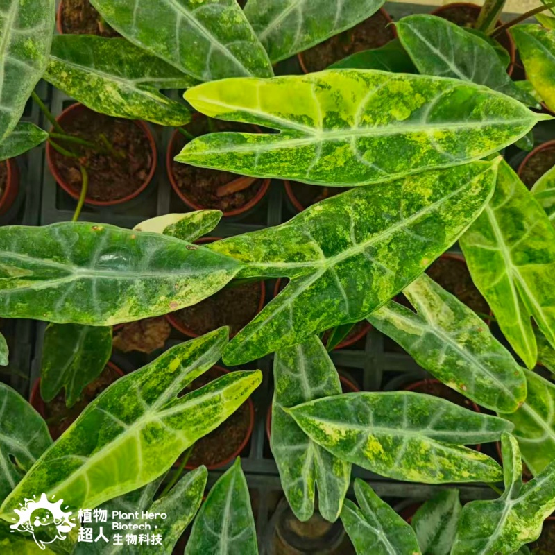 PlantHero