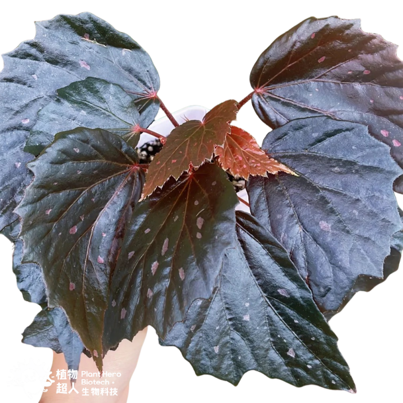 PlantHero
