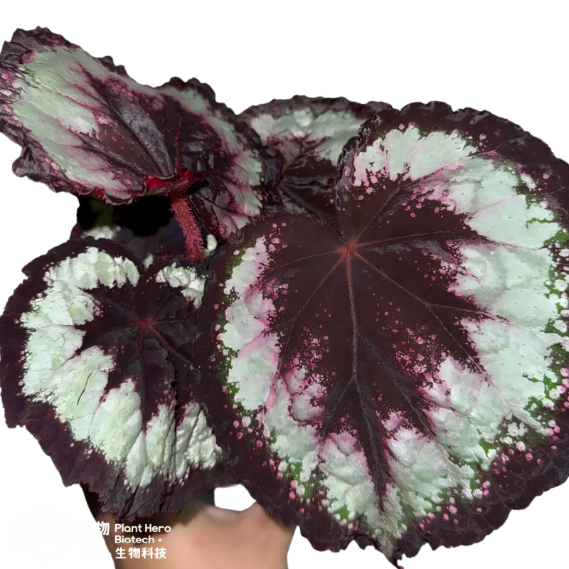 PlantHero