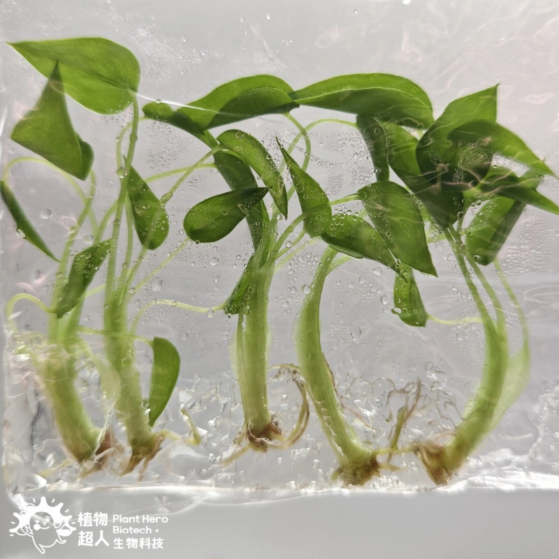 PlantHero