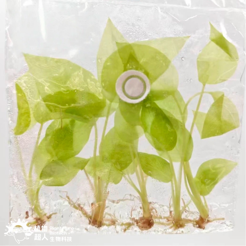 Philodendron Warscewiczii Aurea Flavum Aurea Variegated
