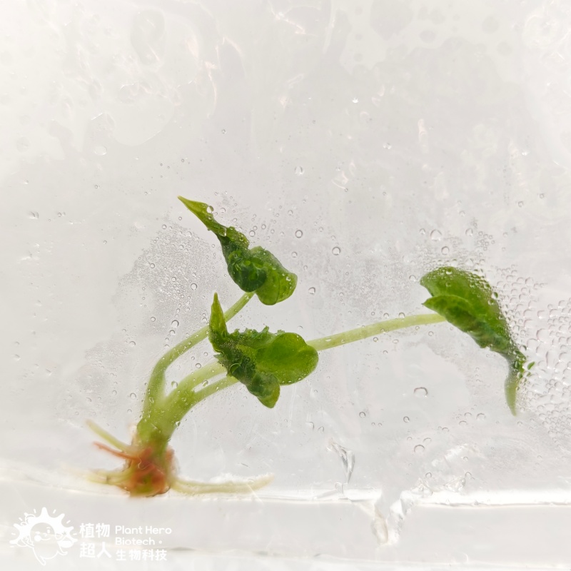 PlantHero