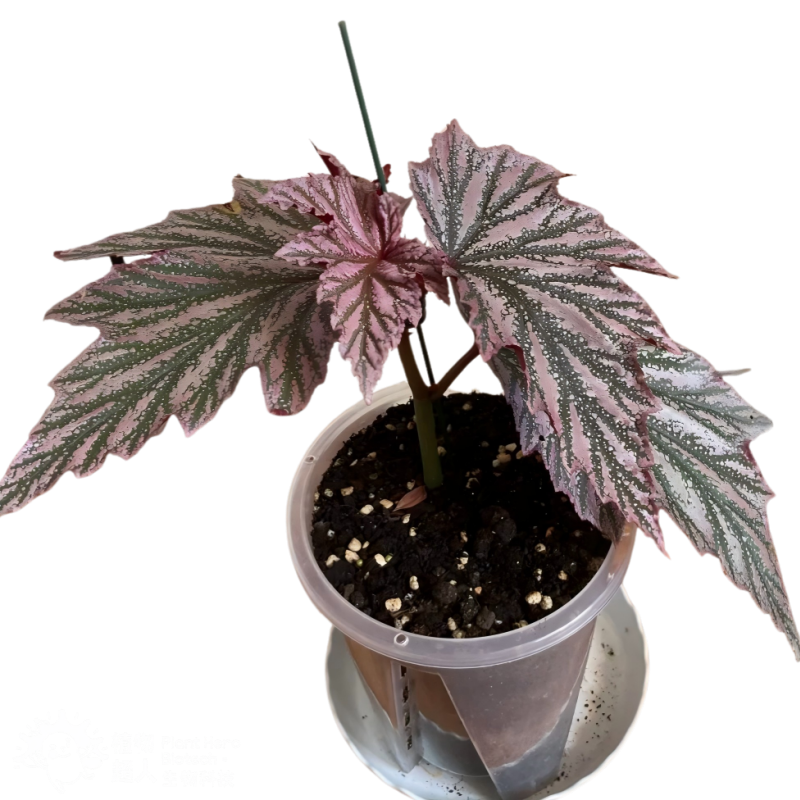 Begonia Pink Minx