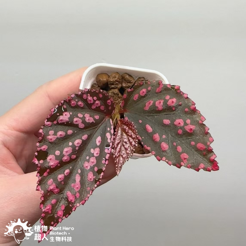 Begonia Sp Hairy Spots