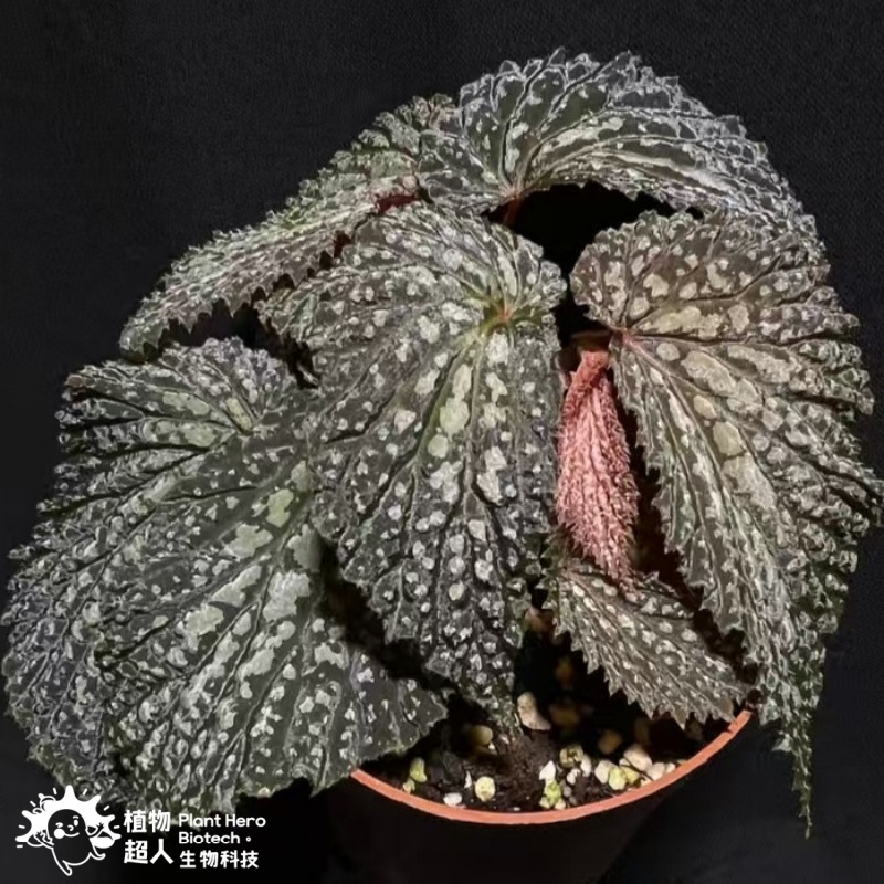 Begonia Snow Leopard