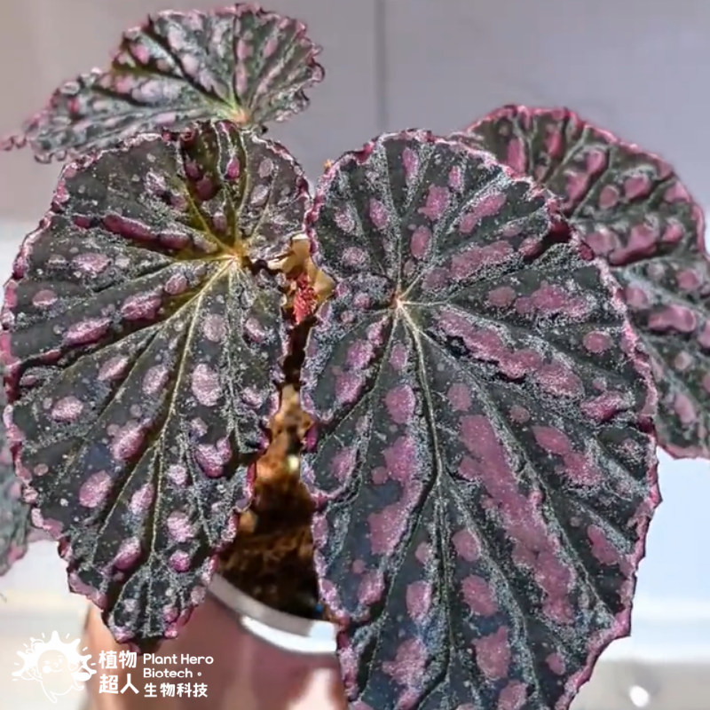 Begonia Blue Glass
