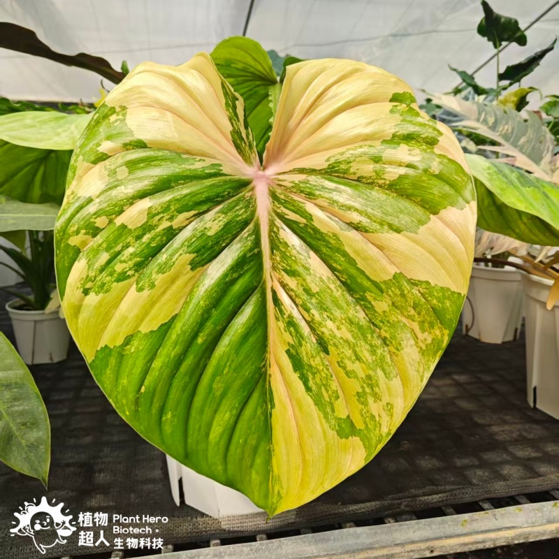 Philodendron Pastazanum Silver Aurea Variegated Hybrid